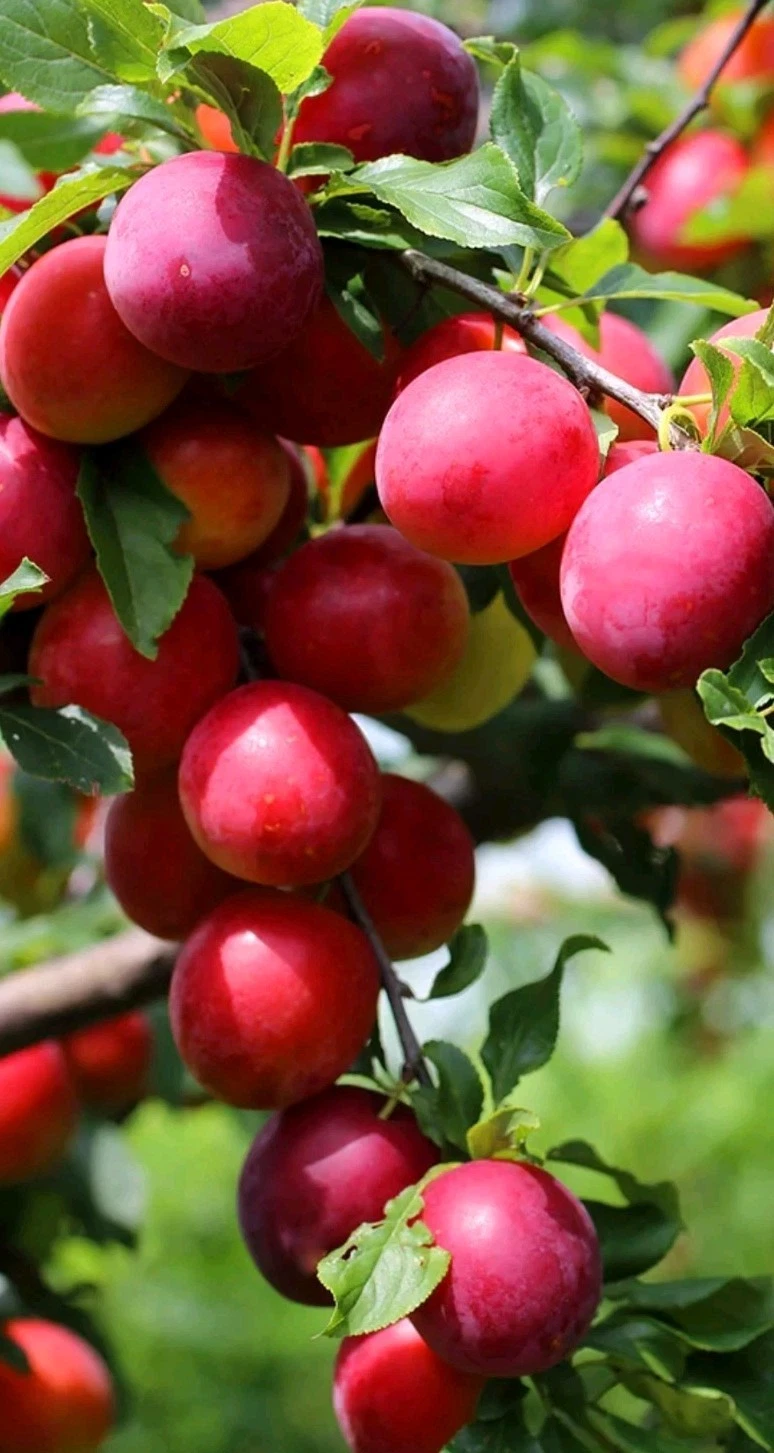 Japanese Red Plum Cutting 6-8 Inches for Rooting Grafting Prunus salicina Unrooted