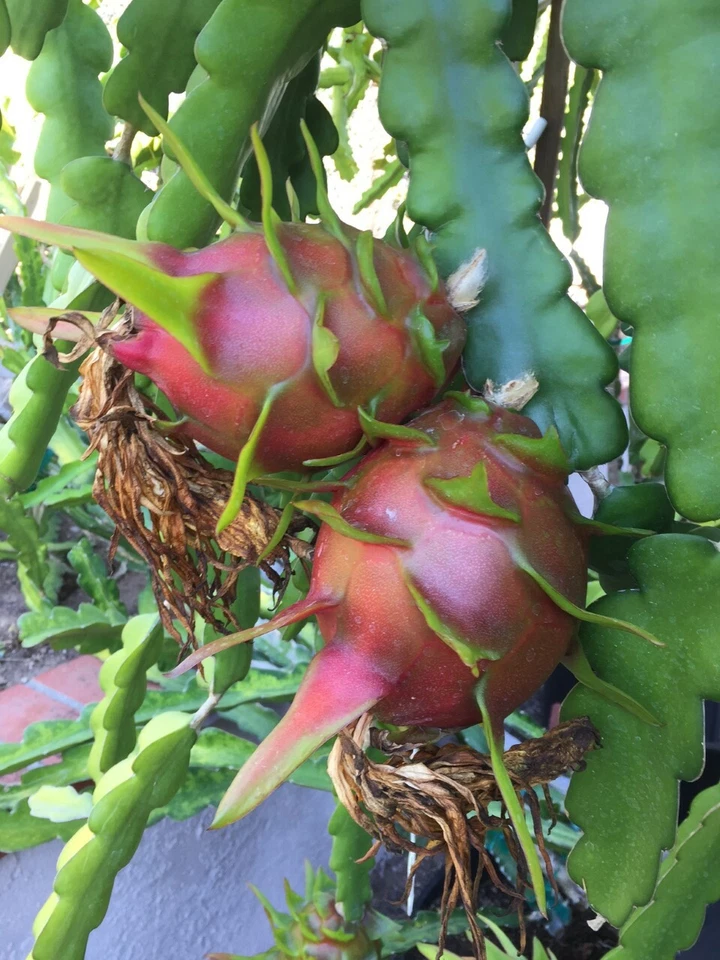 Purple Haze Dragon Fruit Cuttings – 2 Red Flesh Hylocereus Stem Clippings for Rooting & Trellis Growing