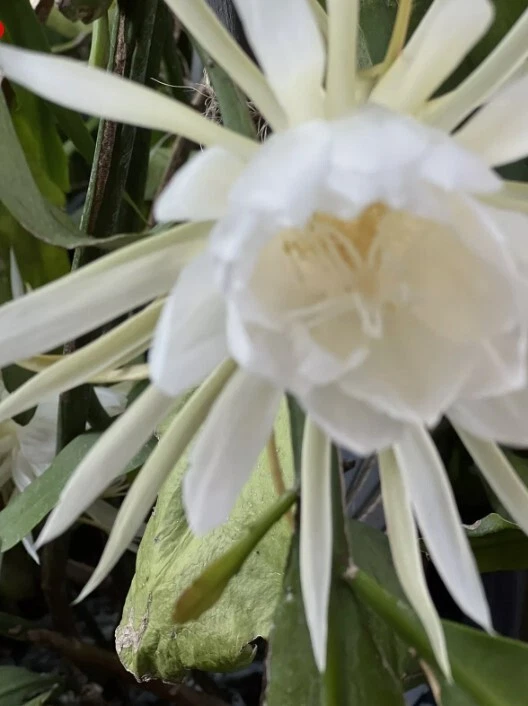 Queen of the Night Epiphyllum Cuttings – White Bloom, Unrooted Orchid Cactus Propagation, 6 Fresh Stem Cuttings