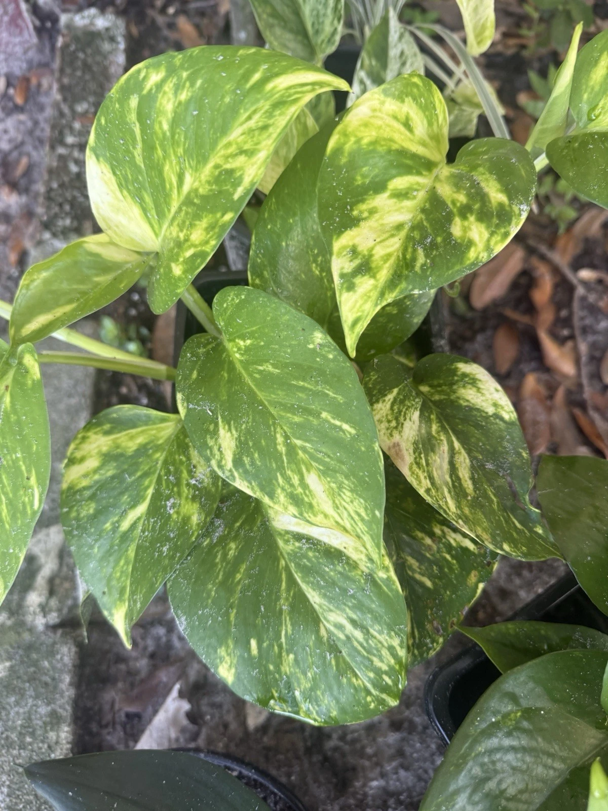 Golden Pothos Cuttings – 4 Rooted Epipremnum aureum Vines for Indoor Growing, Variegated Green and Gold Foliage