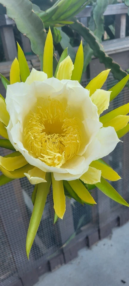 Maria Rosa Dragon Fruit Cuttings – Mature Hylocereus spp. Climbing Cactus for Propagation and Planting