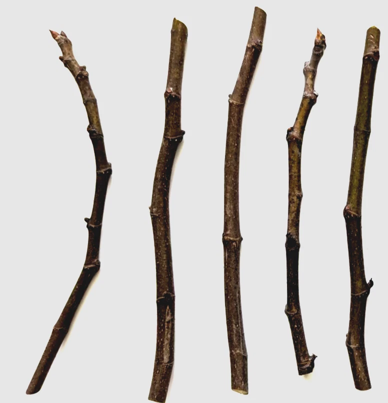 Chicago Hardy Fig Tree Cuttings – 5 Live Unrooted Ficus Carica Propagation Cuttings 9–10 Inches