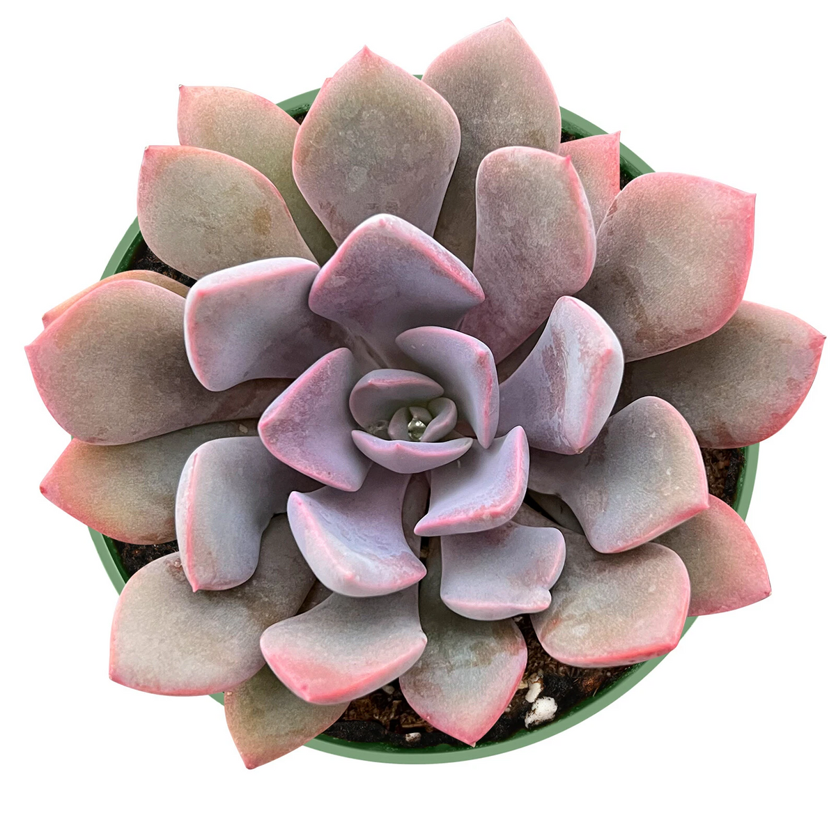 Graptoveria ‘Debbi’ Succulent Plant – Pink Lavender Rosette, Fully Rooted in 4-Inch Pot, Easy-Care Indoor & Outdoor Succulent