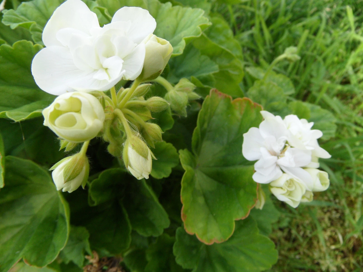 Pelargonium Zonal Geranium Cuttings – Americana White, 5 Unrooted Stem Propagation Plants, 4-5 Inches