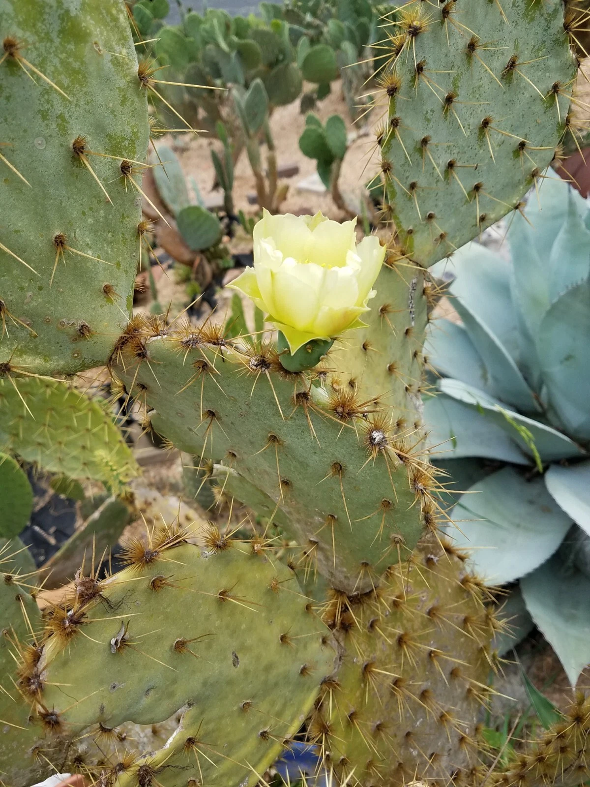 Opuntia alta Prickly Pear Pad – 1 Live Cactus Pad, White Blooming South Texas Native, Drought-Tolerant Nopal Starter Plant