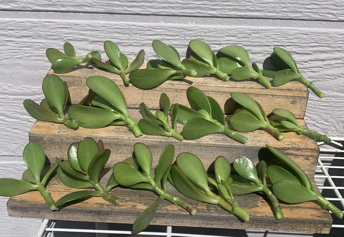 Jade Plant Cuttings – 18 Unrooted Crassula ovata Succulent Stems for Propagation, 2–4 Inches, Easy to Grow Indoor Succulent