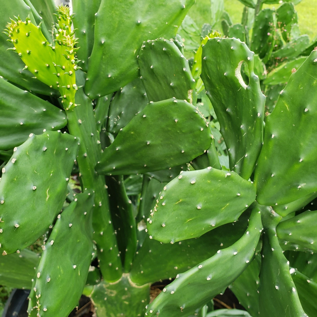 Prickly Pear Cactus Pads for Planting – Opuntia ficus-indica, 10 Unrooted Pads, 5-10 Inches, Drought Tolerant Perennial Cactus