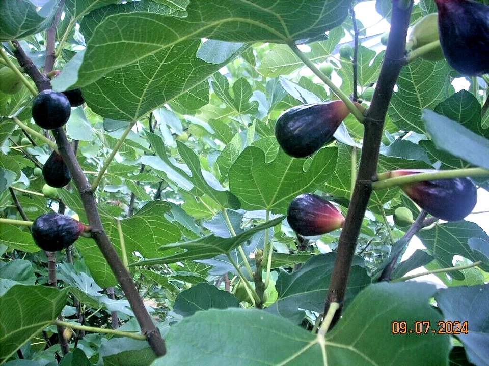 Fig Tree Cuttings LSU Purple – 6 Live Ficus Carica Propagation Cuttings for Garden or Container Planting