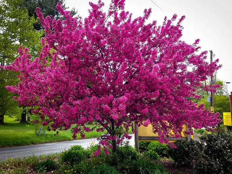 Prairifire Crabapple Scion Wood – 6 Hardwood Cuttings, 15–20 cm, Malus Prairifire Grafting Propagation, Flowering Fruit Tree