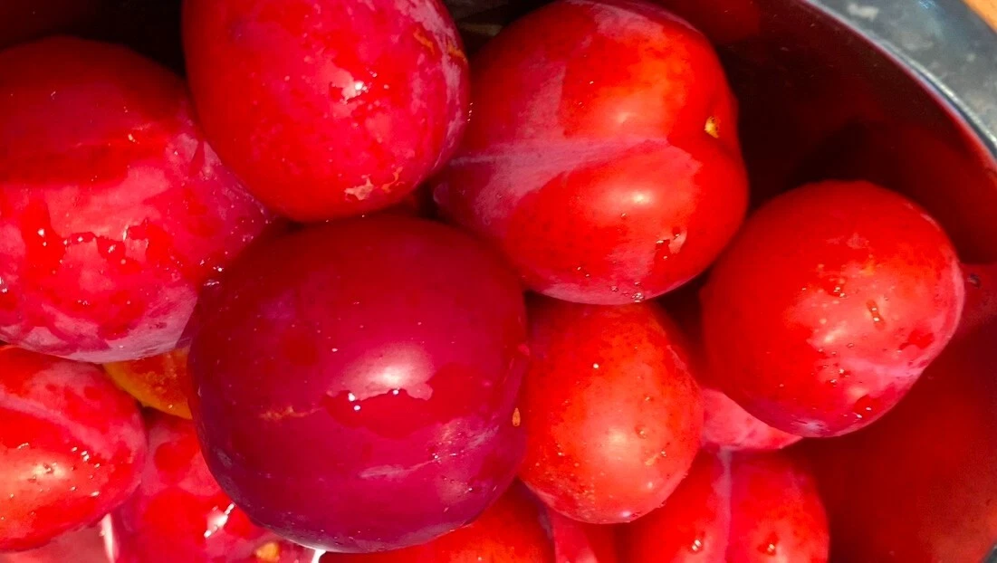 Japanese Red Plum Tree Cuttings – 4 Unrooted 6-8 Inch Prunus salicina for Propagation, Edible Fruit Landscaping