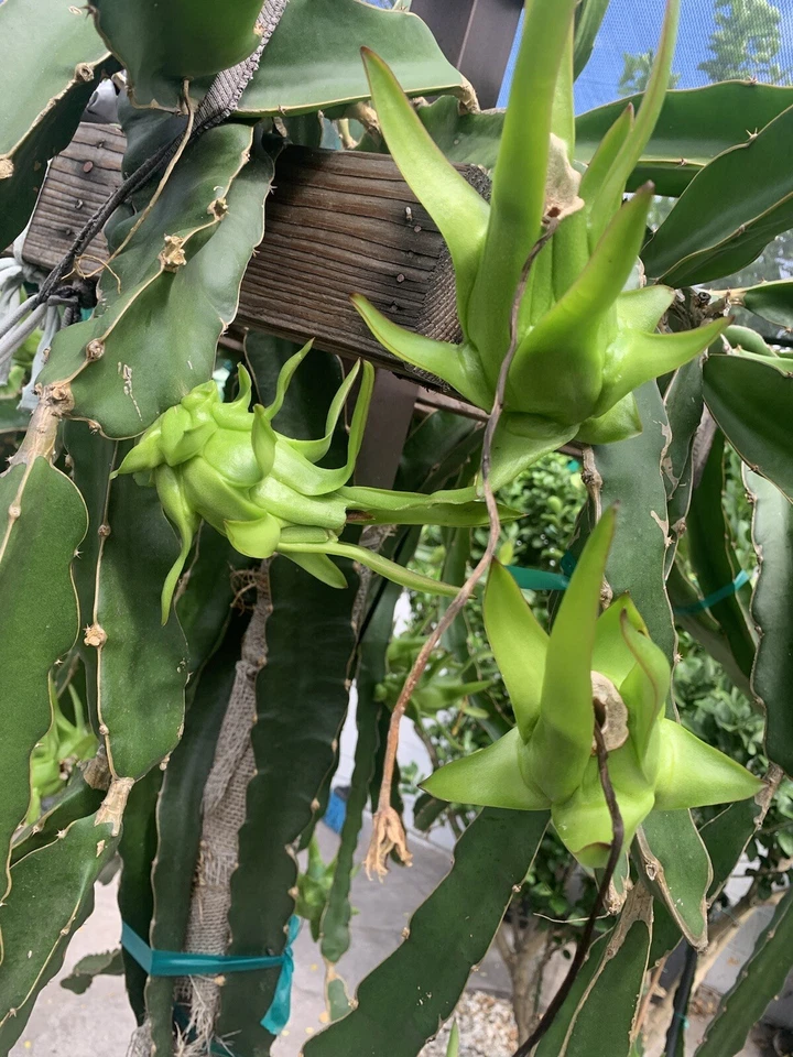Dragon Fruit Cuttings – 7 Live Unrooted Pitaya Clippings 8–12 Inches Hylocereus Cactus for Propagation