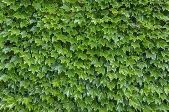 Boston Ivy Cuttings – 10 Unrooted Clippings, Parthenocissus tricuspidata, 6–8 Inches for Propagation and Wall Covering