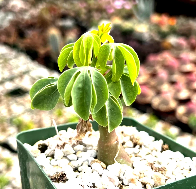 Adenia glauca Succulent Caudex Plant in 3.5" Pot, Unique Climbing Houseplant for Indoor Growing