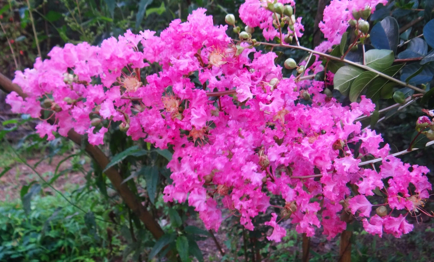 True Pink Crape Myrtle Live Plants – 2 Rooted Lagerstroemia indica Pink Flowering Trees for Garden and Landscape