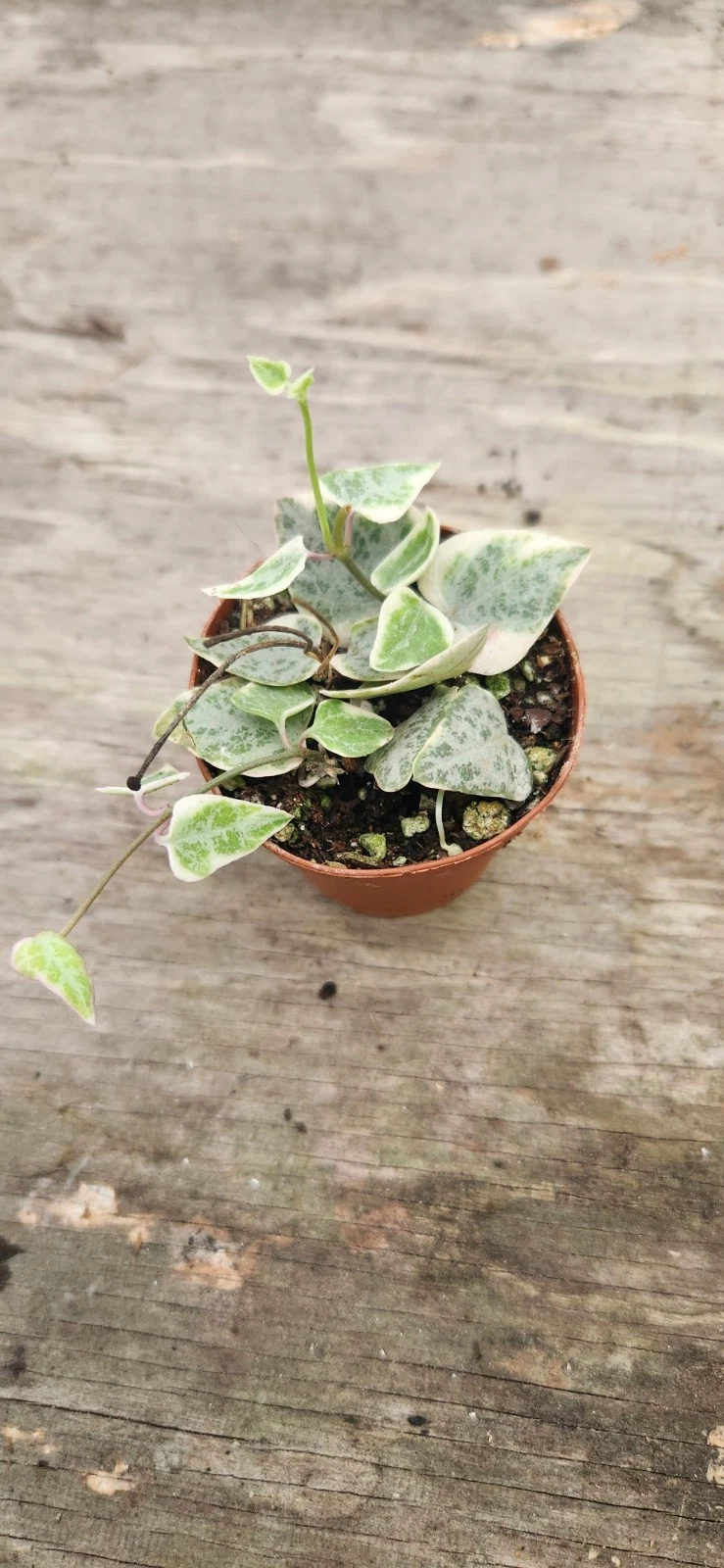 Variegated String of Arrows Plant | Trailing Ceropegia sp. | Variegated Vine for Hanging & Indoor Displays
