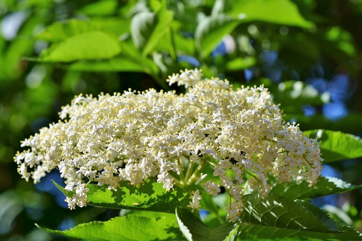 Unrooted Adams Elderberry Cuttings for Planting - 12 Sambucus canadensis Stem Cuttings for Propagation