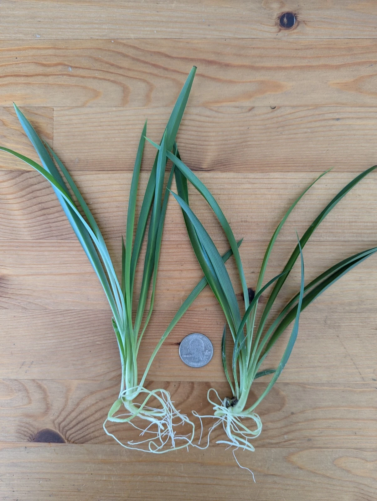 Green Spider Plant Live Cuttings – 5 Rooted Pups, Chlorophytum comosum Houseplant Starters, Non-Variegated Indoor Plant