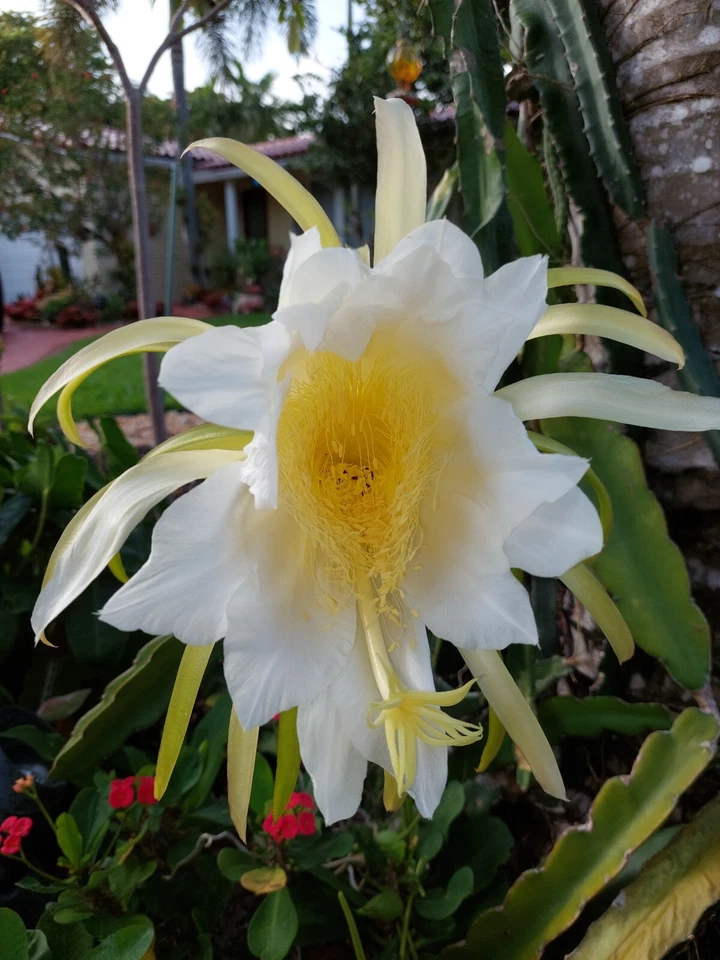 Dragon Fruit Cutting – 8 Inch Live Hylocereus undatus Pitaya Vining Cactus for Propagation