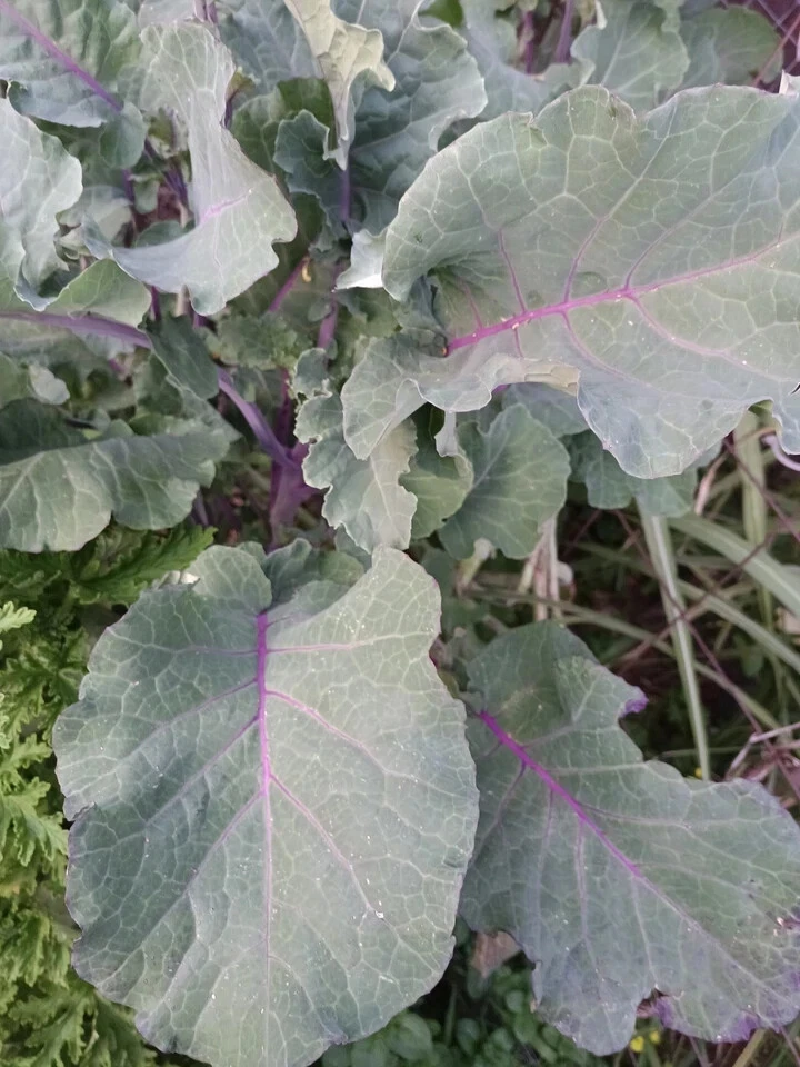 Perennial Purple Tree Collard Cutting | Brassica oleracea Kale Live Unrooted Propagation Plant