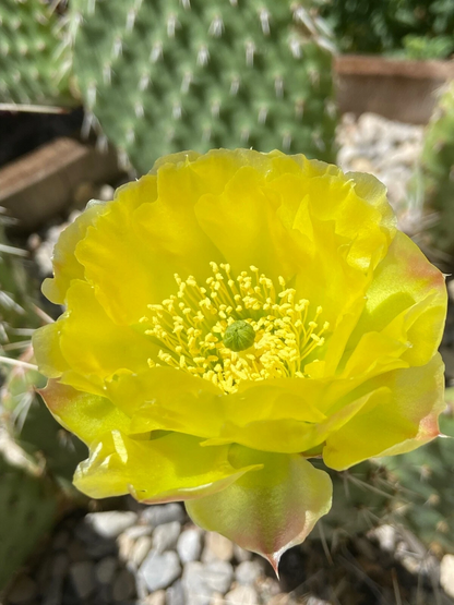 Plains Prickly Pear Chartreuse Cactus Cutting Opuntia polyacantha, Cold Hardy Cactus for Planting