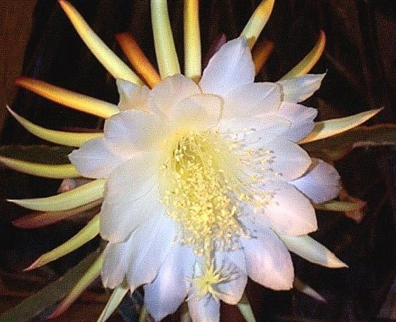 Fresh Dragon Fruit Epiphyllum Cactus Cuttings – 2 Live Succulent Stems for Rooting & Propagation, Pitahaya, Orchid Cactus, Hylocereus spp.