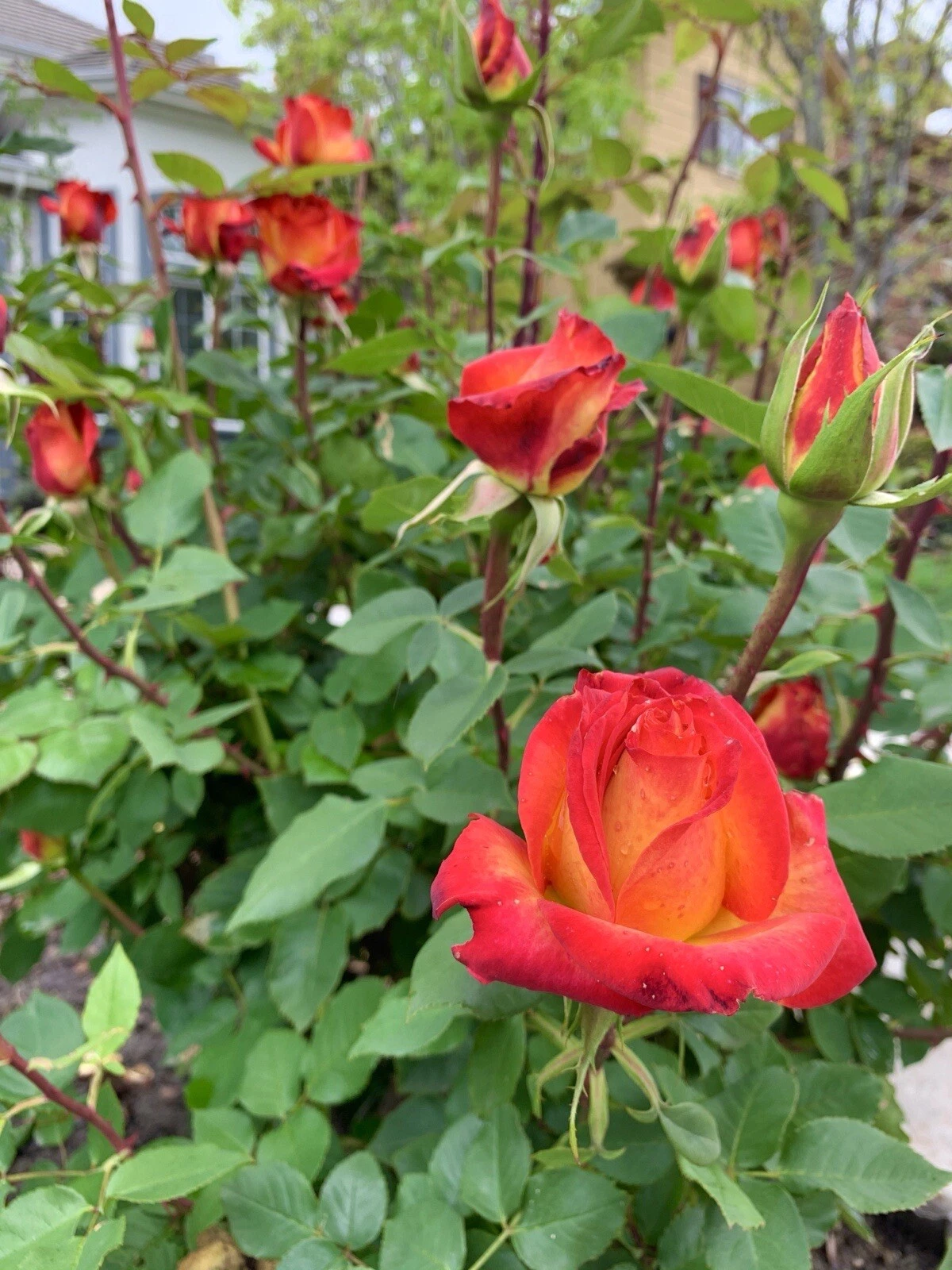 Yellow-Orange Rose Cuttings – 5 Fresh Stem Propagation for Garden, Landscaping, Rose Bushes, Rosa Hybrid