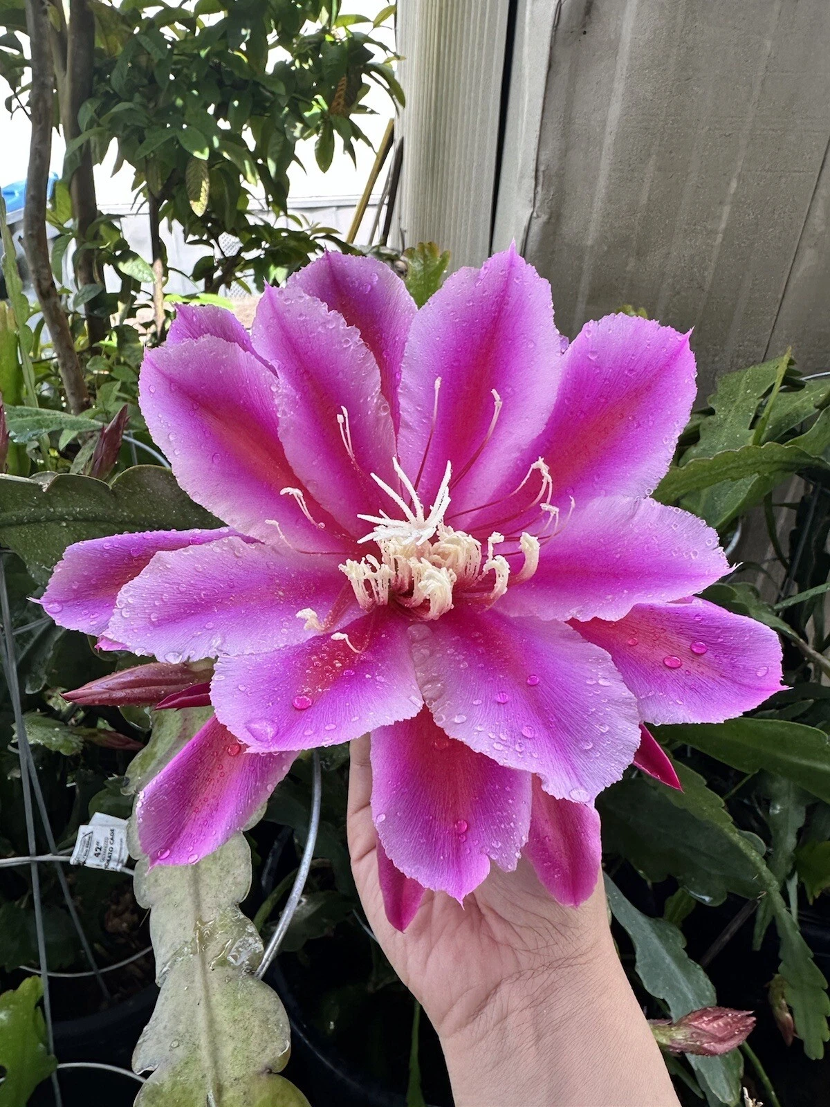 Epiphyllum Orchid Cactus Cuttings – 2 Purple Oxypetalum Night Blooming Stems for Rooting, Epiphyllum oxypetalum, Epiphytic Cactus, Night-Blooming Cereus