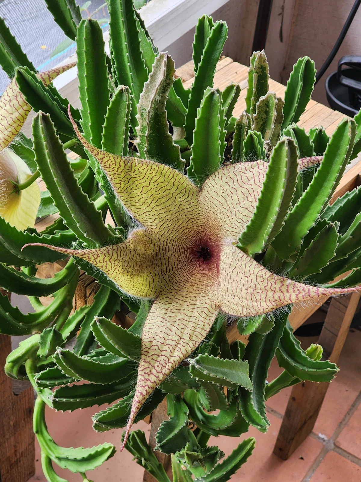 Stapelia gigantea Cutting – Starfish Flower Succulent Stem – Unrooted Live Planting Stem for Succulent Collection