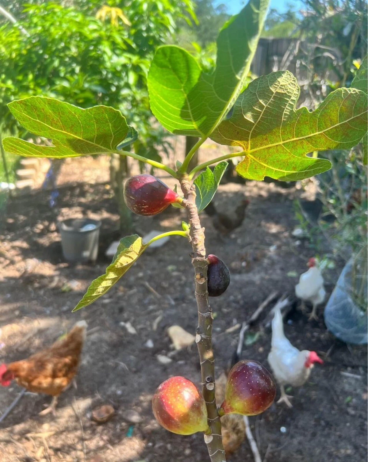 LSU Purple Fig Scion Cuttings – Ficus carica, 5 Unrooted Live Grafting Propagation Planting Material