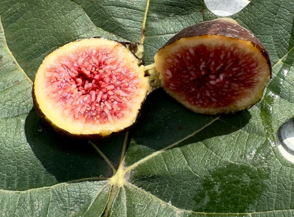 Brown Turkey Fig Cuttings – 8 Unrooted Ficus carica Propagation Cuttings for Garden or Container Planting