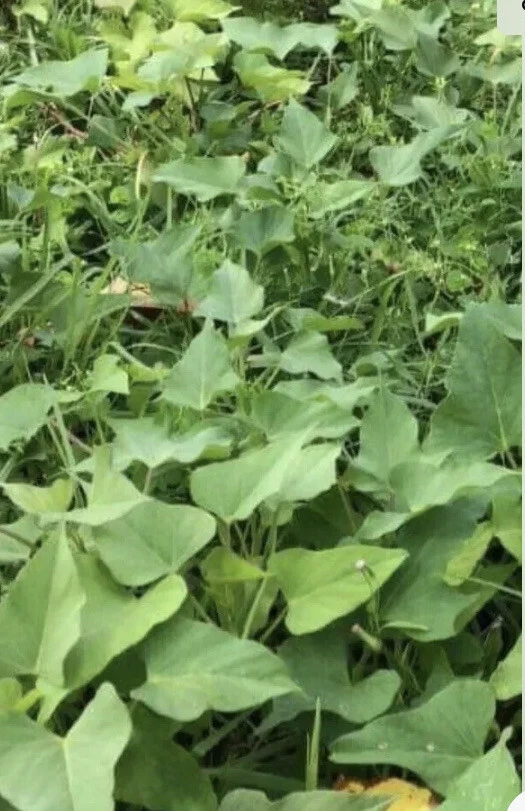 Organic Beauregard Sweet Potato Slips – 10 Live Plant Cuttings for High-Yield Orange Roots, Vining Vegetable, Ipomoea batatas