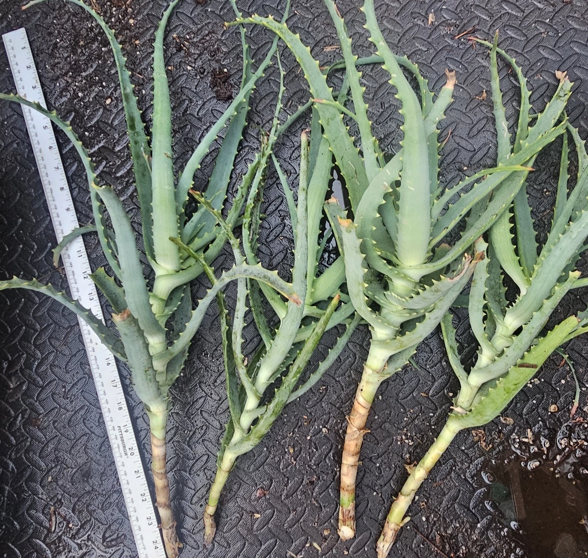 Aloe arborescens Cuttings – 4 Live Succulent Starts for Containers & Gardens, Easy-Rooting Tree Aloe Propagation