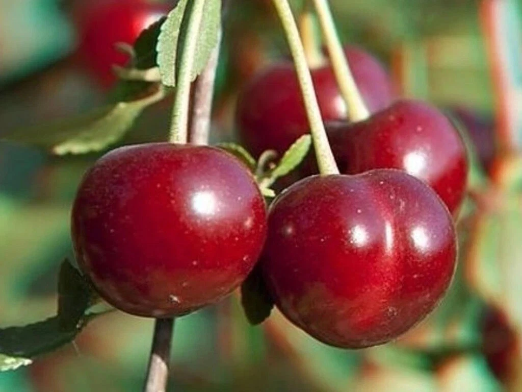 Sour Cherry Cuttings Set – Prunus cerasus ‘Wanda’ & ‘Star of Vytenai’ for Grafting & Propagation