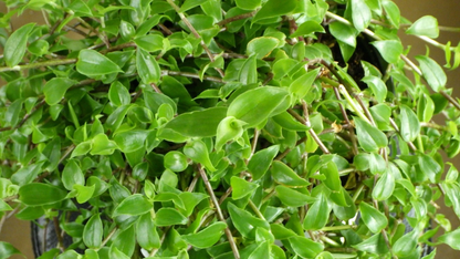 Callisia cordifolia Cuttings – Itsy Bitsy Inch Plant / Speedy Jenny – Fresh Houseplant Cuttings for Propagation