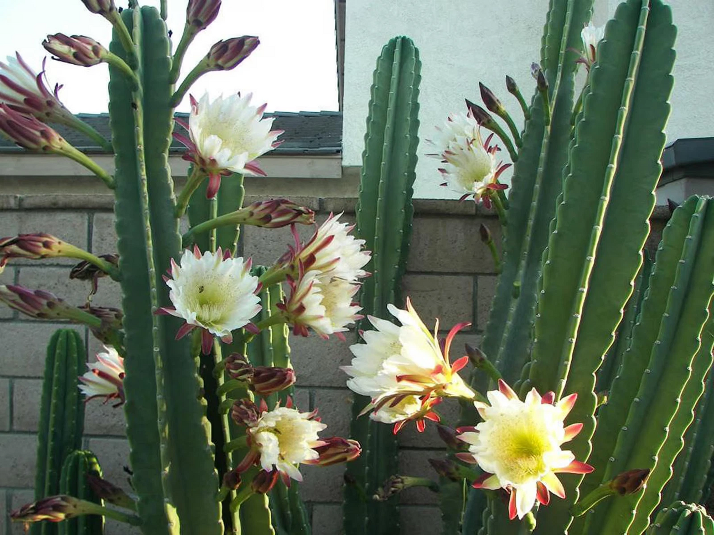 Apple Cereus Cactus Cutting – 12 Inch Columnar Stem for Rooting, Cereus Peruvianus, Blue-Green, Architectural Succulent Plant