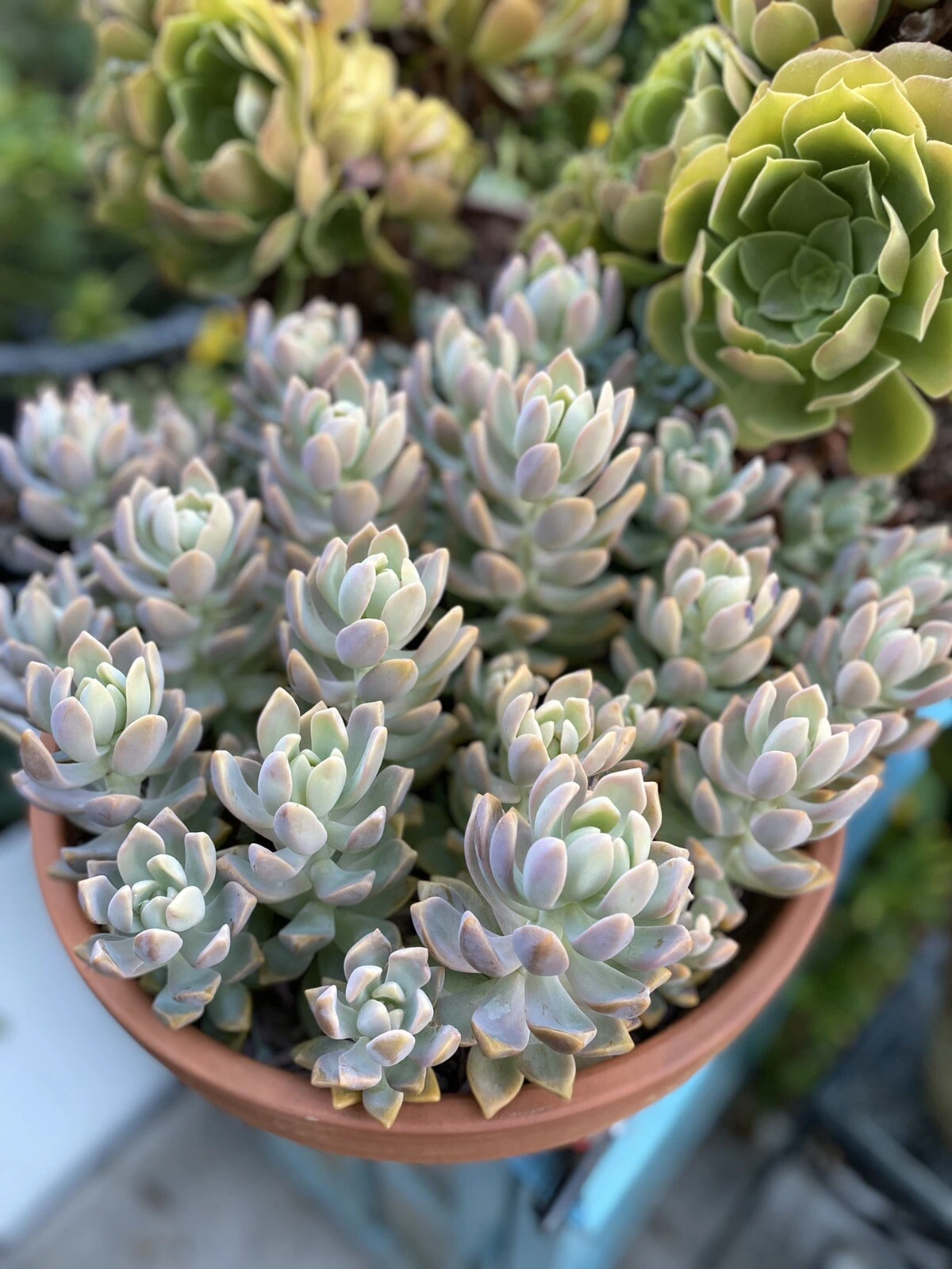Succulent Cutting - Ghost Plant (Graptopetalum paraguayense) - Unrooted Rosette for Propagation