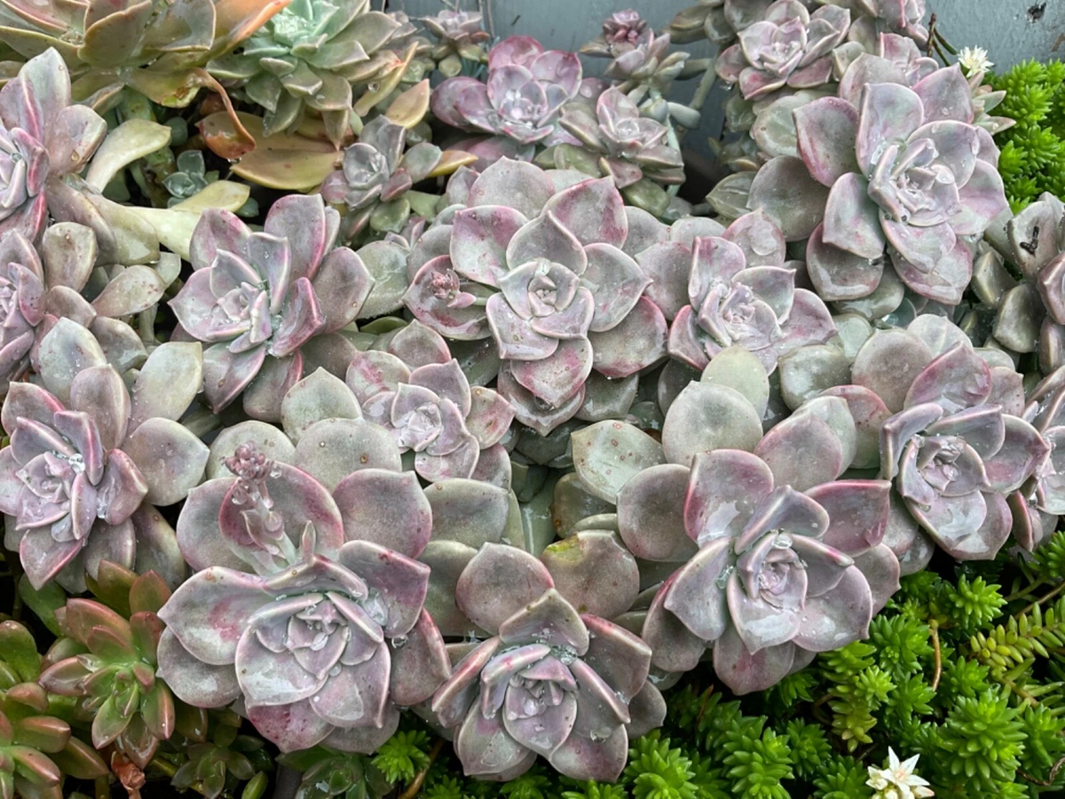 Succulent Cuttings - Purple Delight Rosette - Graptopetalum 'Purple Delight' - Lavender Pink Silver Tones