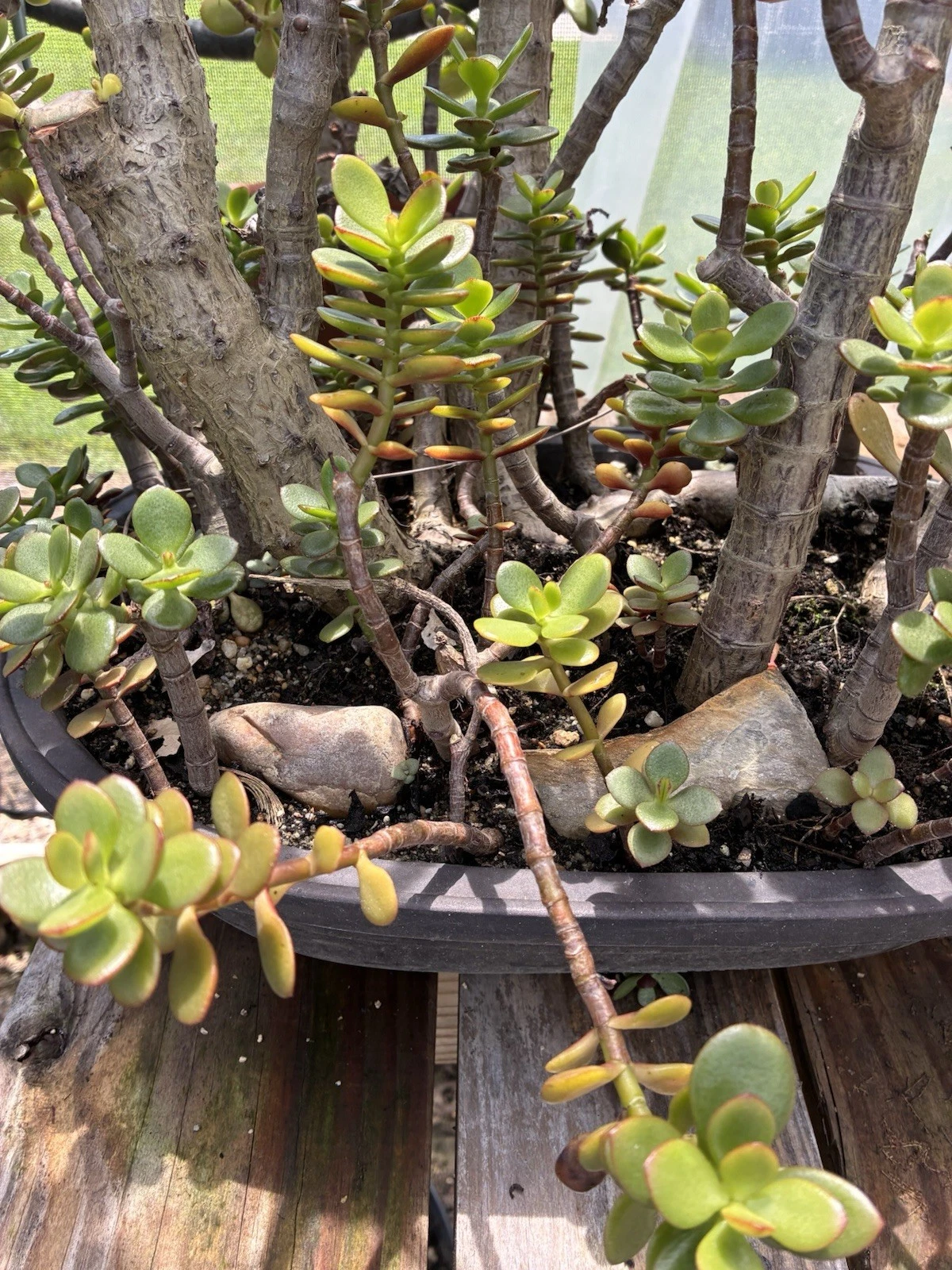 Crassula Ovata Jade Plant Cuttings – 2 Unrooted Succulent Propagation Pieces – Small & Big Leaf Varieties