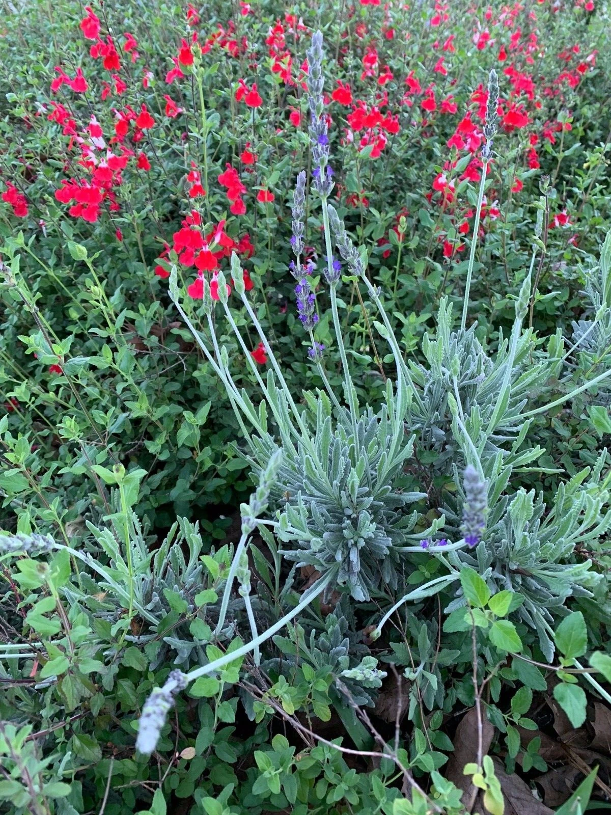 Live Lavender & Red Autumn Sage Cuttings – Organic Pollinator Plants for Borders & Containers – Salvia greggii & Lavandula spp.