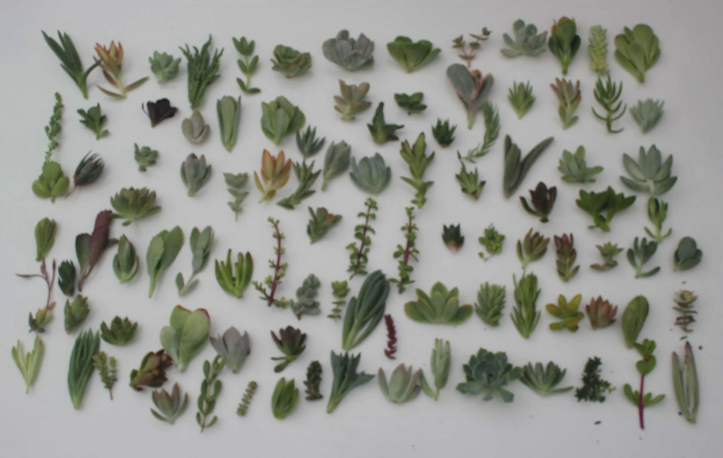 Succulent Cuttings Mix – 100 Live Unrooted Succulent Propagation Cuttings with 25 Varieties for DIY, Terrariums & Crafts