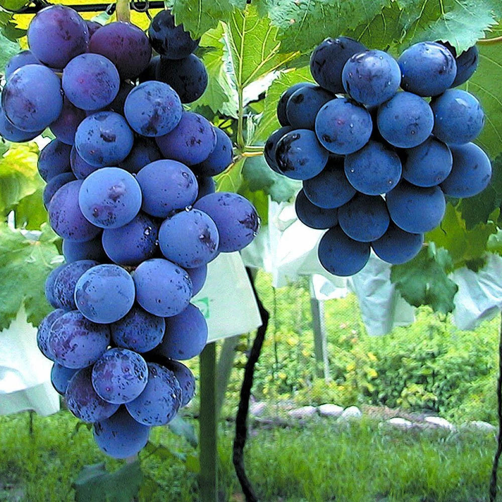 Japanese Kyoho Grape Cuttings – 6 Unrooted Stem Propagation Material for Grafting and Planting