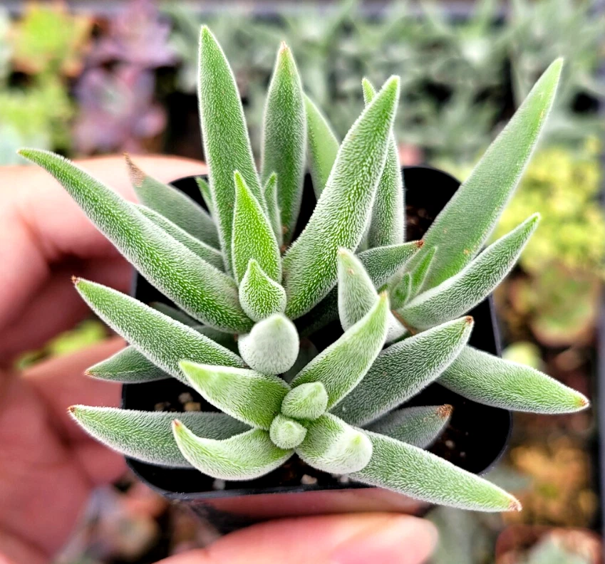 Crassula Succulent 2-Inch Live Plant - Fuzzy Foliage, Low-Growing, Crassula mesembryanthemoides 'Tenelli'