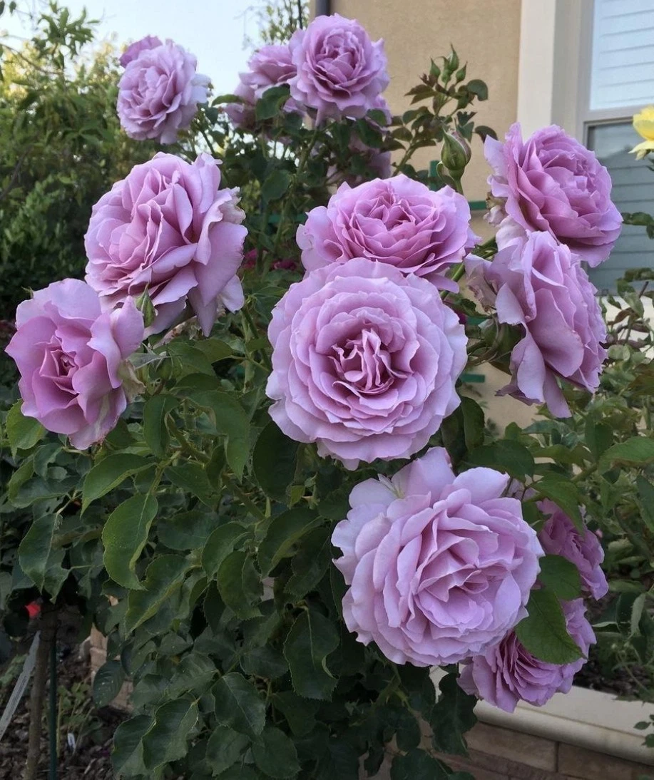 Love Song Rose Cuttings – 4 Unrooted Stem Pieces for Propagation, 5–8 Inches, Garden Hybrid Rosa spp.
