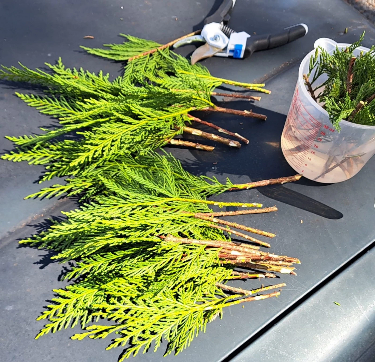 Leyland Cypress Cuttings 20 Pack | Unrooted Evergreen Tree Propagation for Privacy Hedges | Cupressus × leylandii