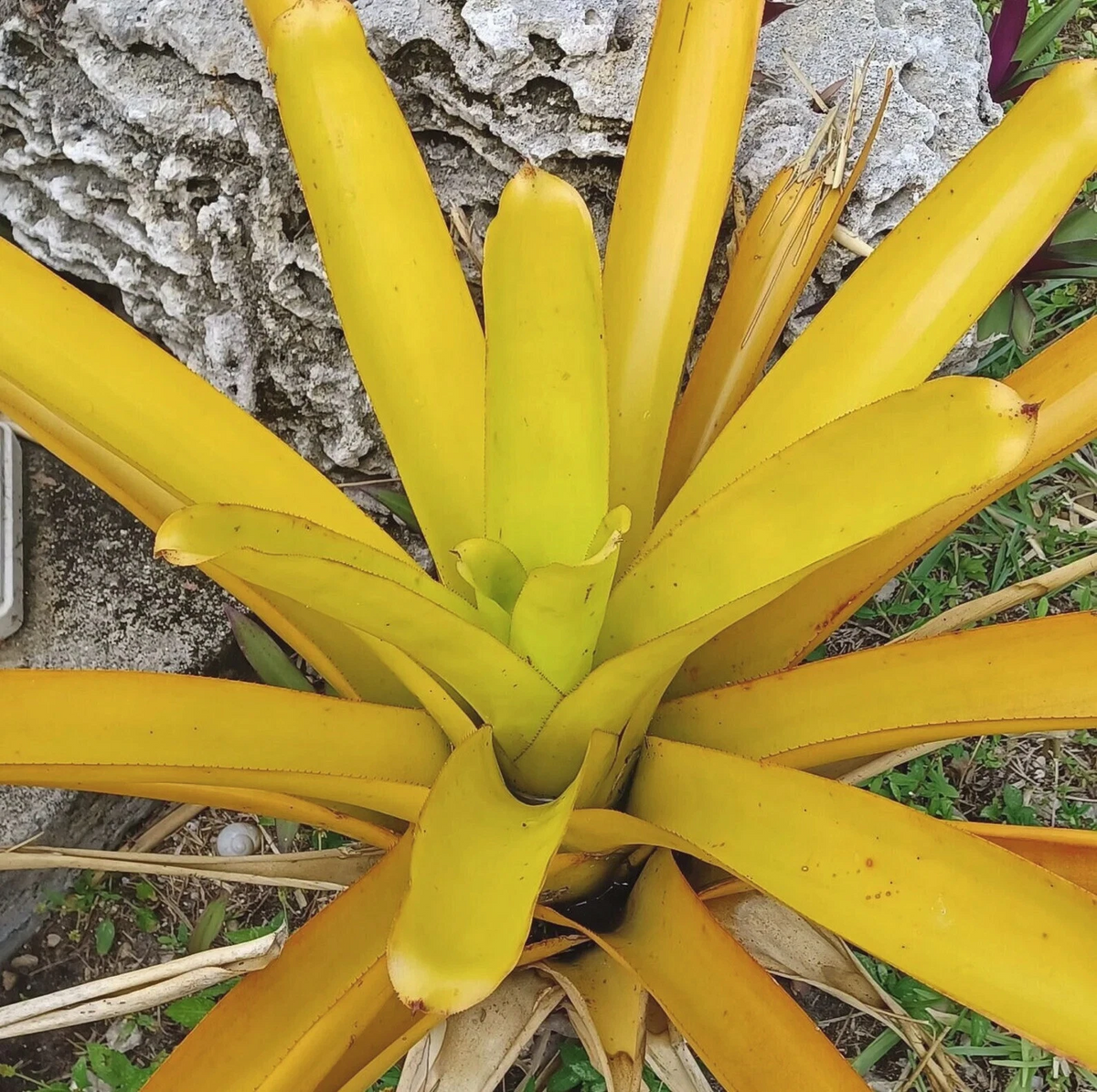 Aechmea Lemon Blanchetiana Bromeliad Pup – Bright Yellow Full Sun Tropical Plant for Garden or Patio