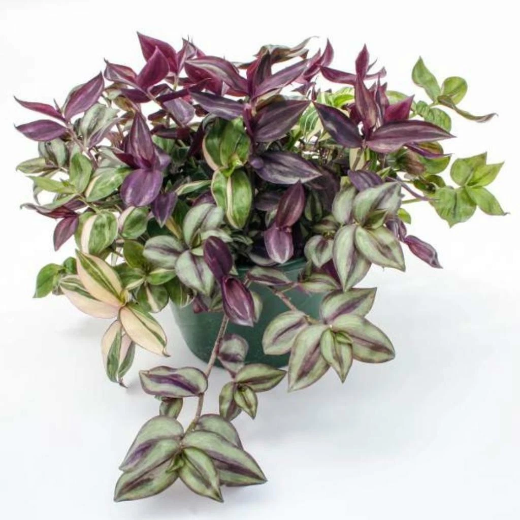 Tradescantia Rhapsody Live Houseplant – Rooted Trailing Plant with Variegated Purple, Green, Silver Foliage