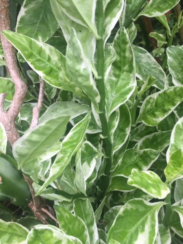 Devil’s Backbone Variegata Plant Set – 6 Cuttings + 1 Rooted Euphorbia tithymaloides ‘Variegata’ Indoor Ornamental Plant