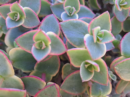 Crassula Calico Kitten Succulent Cuttings – 10 Variegated Marginalis Rubra Cuttings, Pink Green Trailing Plant