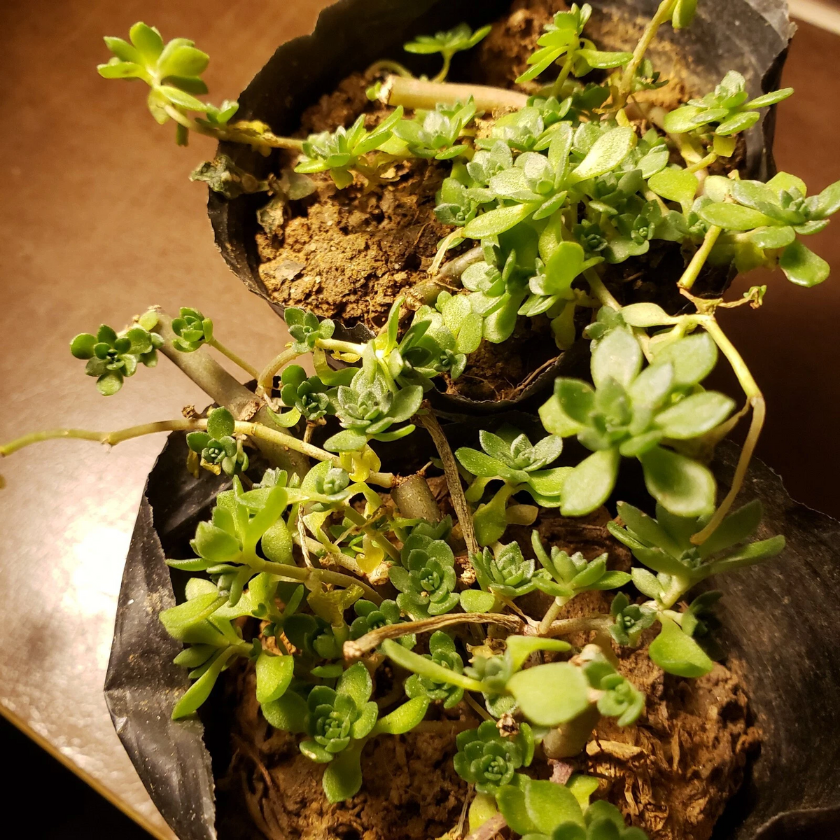 Sedum Sarmentosum Plant – Gold Moss Stonecrop – Live Potted Perennial Succulent Groundcover – Edible, Drought Tolerant, Bright Green Foliage