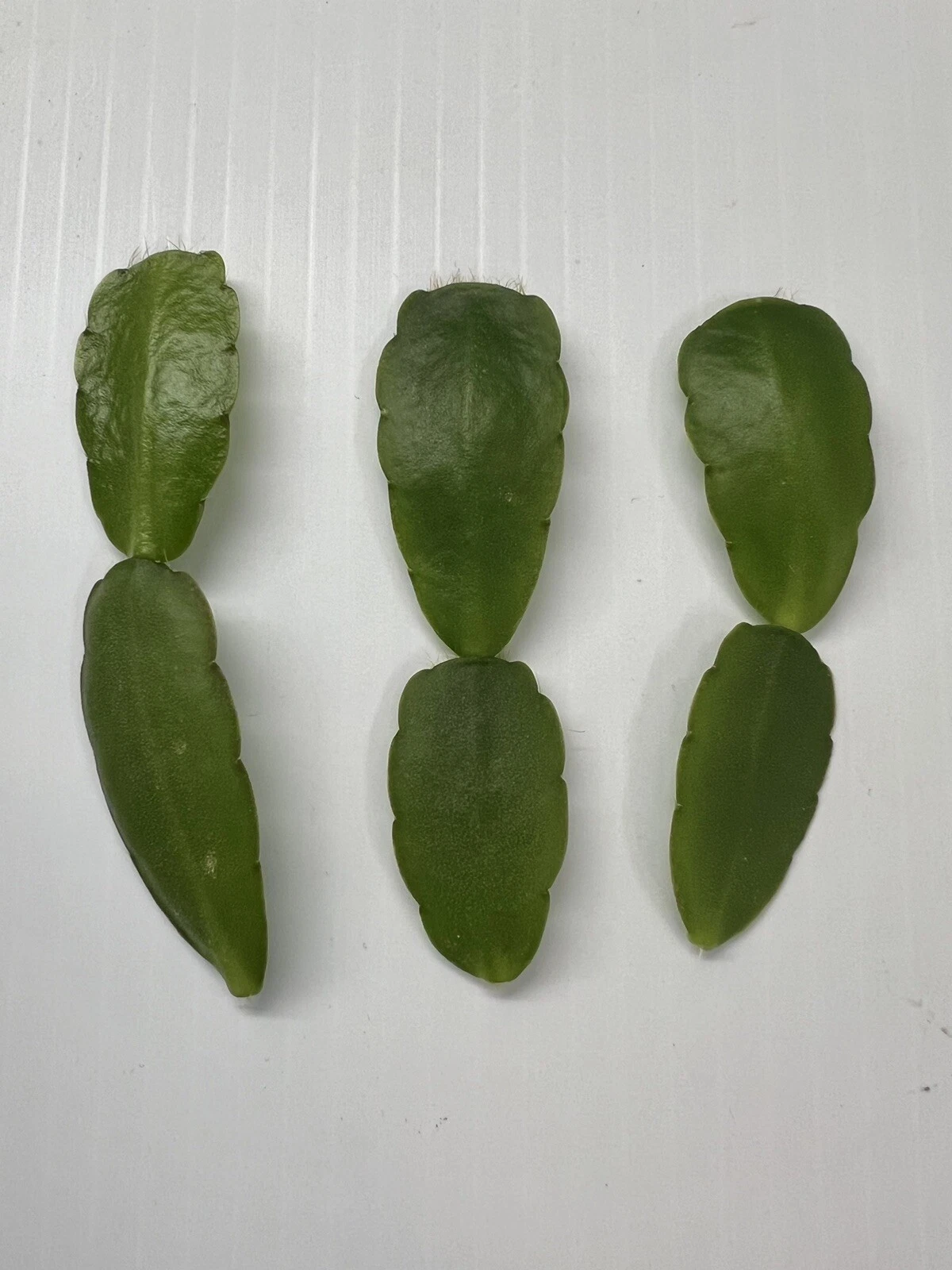 White Easter Cactus Cuttings – 3 Live Spring Sunrise Rhipsalidopsis Hatiora Indoor Houseplants